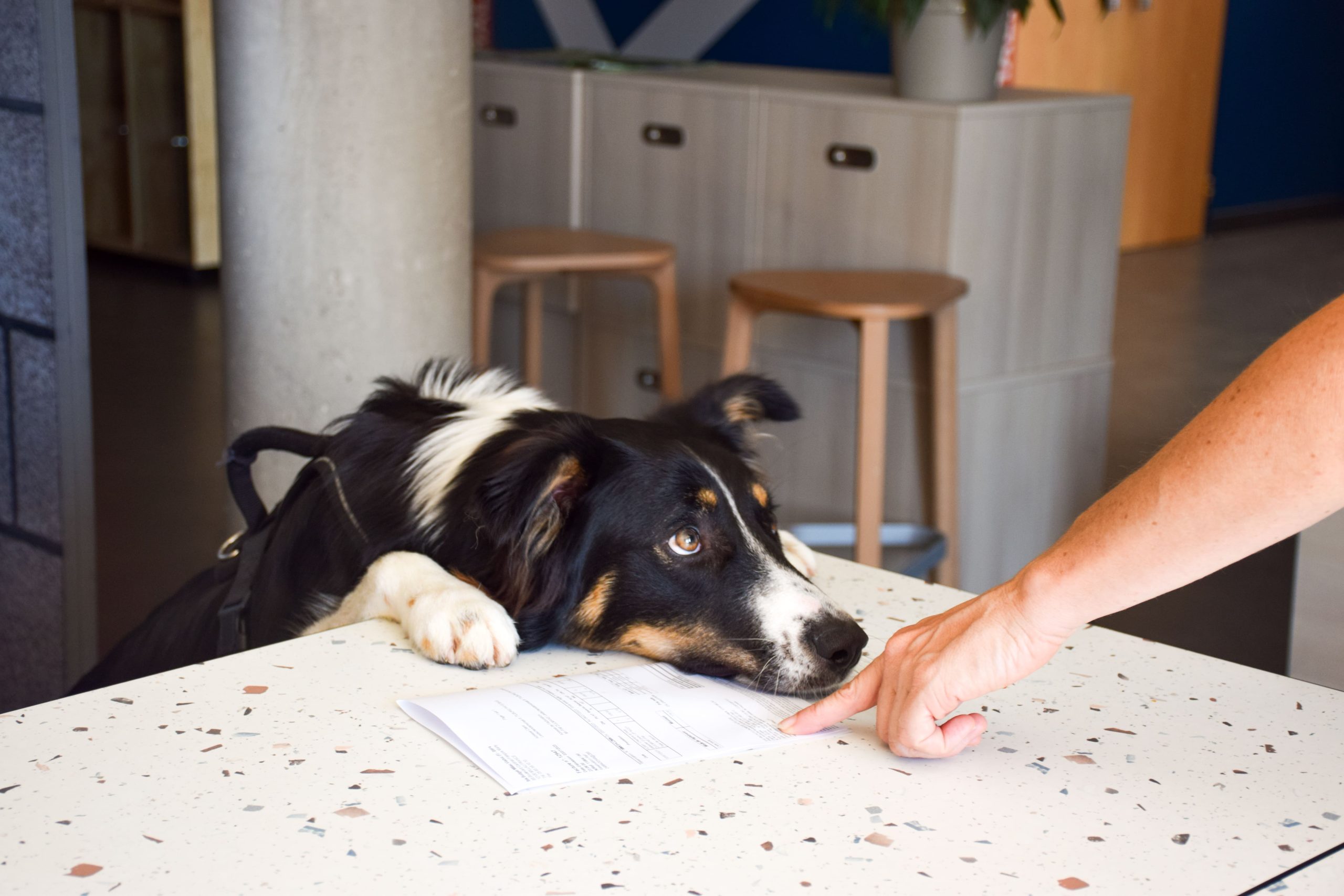 ibisBudgetMillauViaducHotel_AccueilAnimauxdeCompagnie